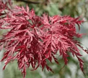 A close-up of a Japanese maple tree branch showcases its vivid red, finely dissected leaves, set against a blurred background of green foliage. This scene perfectly captures the essence of Japanese maples and aids in Japanese maple identification.