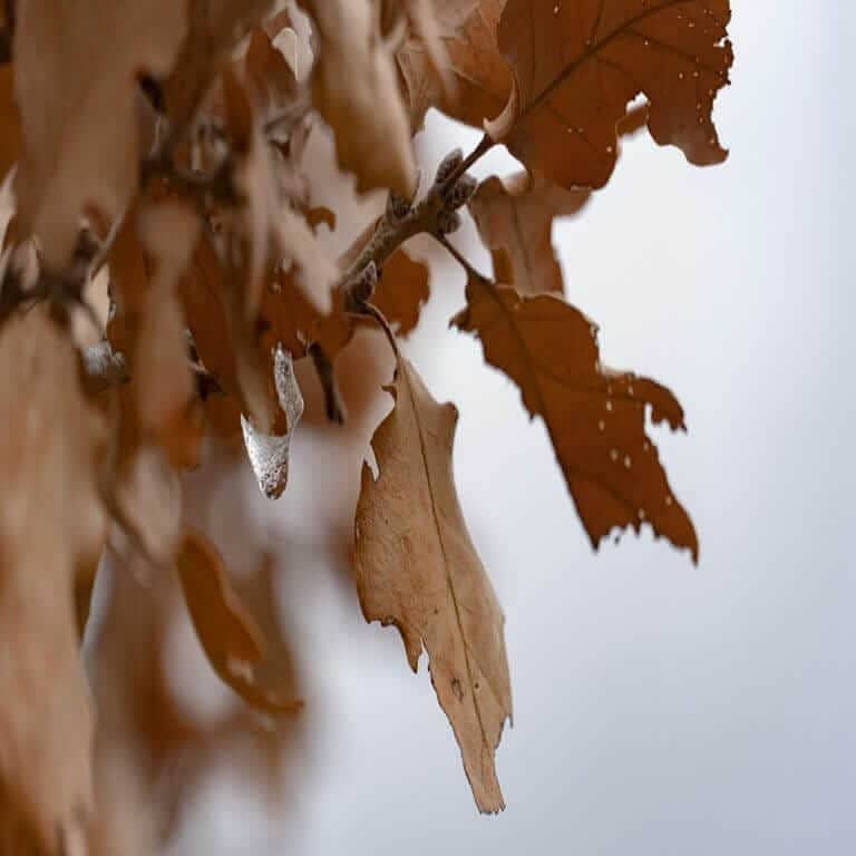 Close-up of brown, dry oak leaves on a branch against a soft, blurred background. The leaves have a curled appearance and some visible texture, indicating decay. The muted colors suggest a transition into the colder season.
